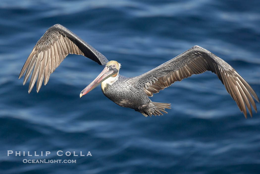 Brown pelican with wings spread during flight. The large wings of an adult brown pelican can reach over 7 feet from end to end., Pelecanus occidentalis, Pelecanus occidentalis californicus, natural history stock photograph, photo id 19926