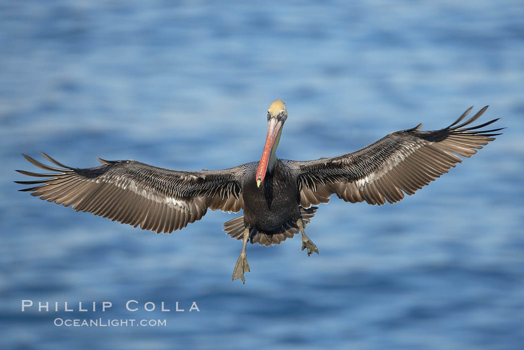 Brown pelican with wings spread during flight. The large wings of an adult brown pelican can reach over 7 feet from end to end. La Jolla, California, USA, Pelecanus occidentalis, Pelecanus occidentalis californicus, natural history stock photograph, photo id 19930