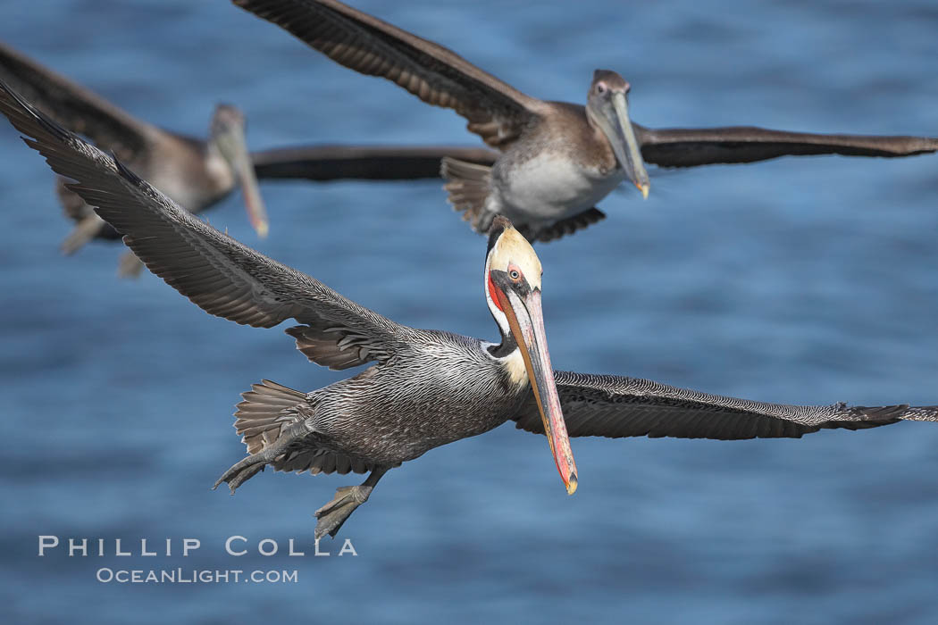 California brown pelicans fly in formation, Pelecanus occidentalis, Pelecanus occidentalis californicus, La Jolla