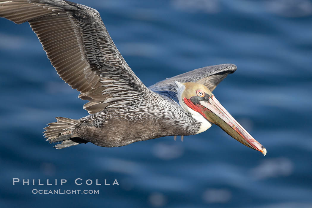 Brown pelican with wings spread during flight. The large wings of an adult brown pelican can reach over 7 feet from end to end. La Jolla, California, USA, Pelecanus occidentalis, Pelecanus occidentalis californicus, natural history stock photograph, photo id 19940