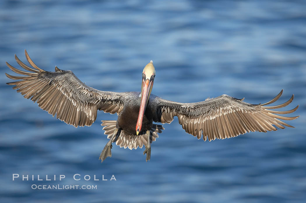 Brown pelican with wings spread during flight. The large wings of an adult brown pelican can reach over 7 feet from end to end. La Jolla, California, USA, Pelecanus occidentalis, Pelecanus occidentalis californicus, natural history stock photograph, photo id 19944