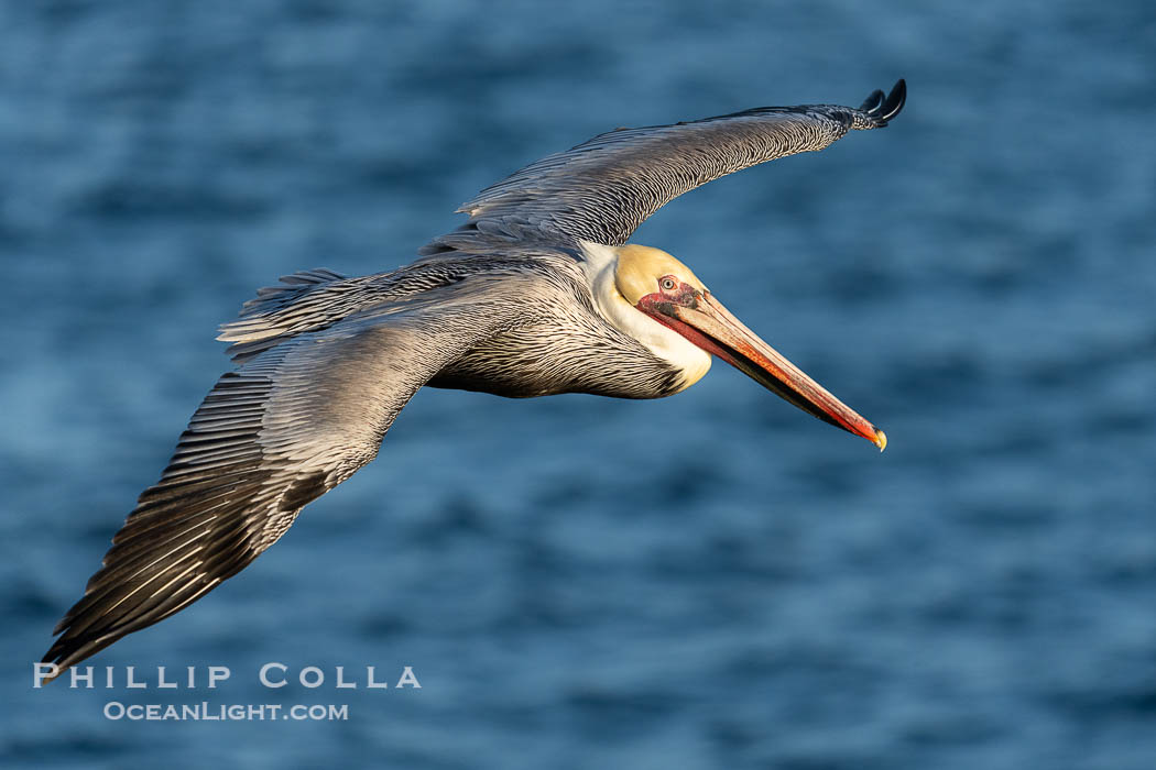 Brown Pelican Flying over the Pacific Ocean in La Jolla, winter adult non-breeding plumage. California, USA, natural history stock photograph, photo id 39862