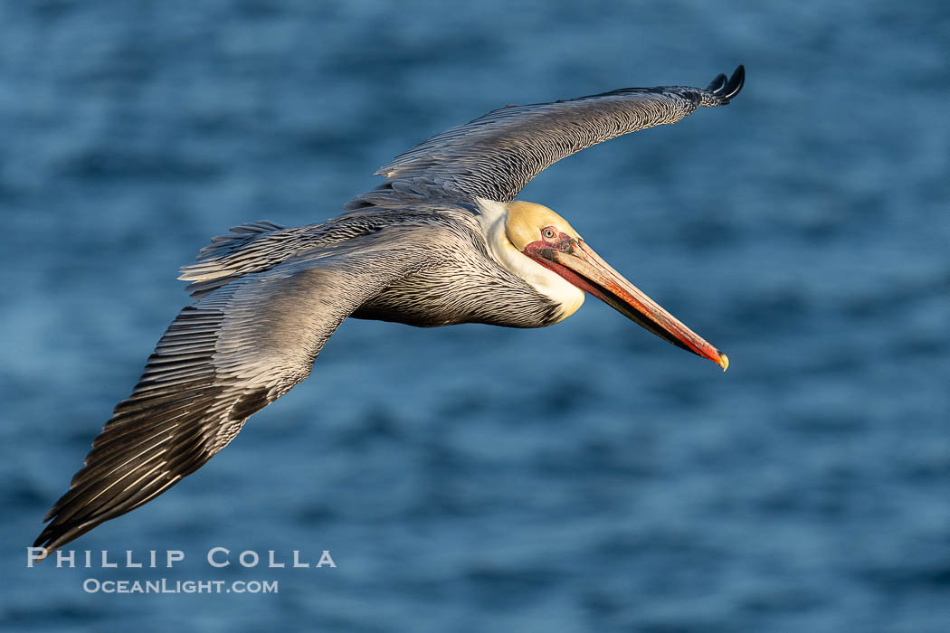 Brown Pelican Flying over the Pacific Ocean in La Jolla, winter adult non-breeding plumage., Pelecanus occidentalis, natural history stock photograph, photo id 39862