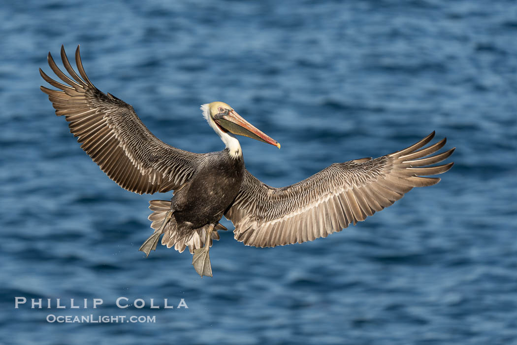 Brown Pelican Flying over the Pacific Ocean in La Jolla, winter adult non-breeding plumage. California, USA, natural history stock photograph, photo id 39866