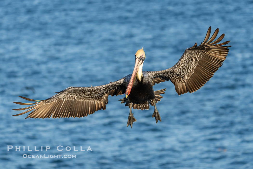 Brown Pelican Flying over the Pacific Ocean in La Jolla, winter adult non-breeding plumage. California, USA, natural history stock photograph, photo id 39863