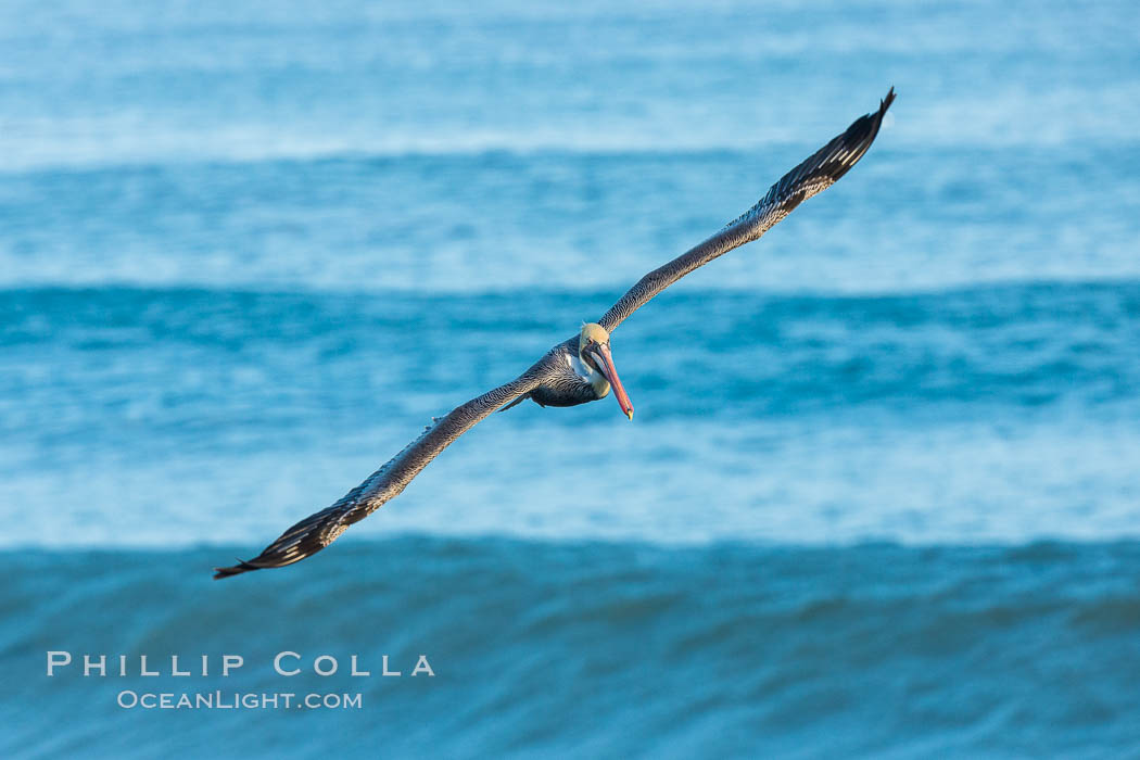 Brown pelican flying over waves and the surf. La Jolla, California, USA, Pelecanus occidentalis, Pelecanus occidentalis californicus, natural history stock photograph, photo id 30168