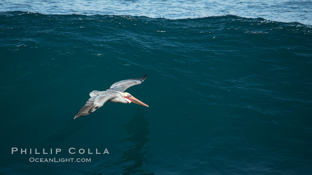 Brown pelican flying over waves and the surf. La Jolla, California, USA, Pelecanus occidentalis, Pelecanus occidentalis californicus, natural history stock photograph, photo id 30192