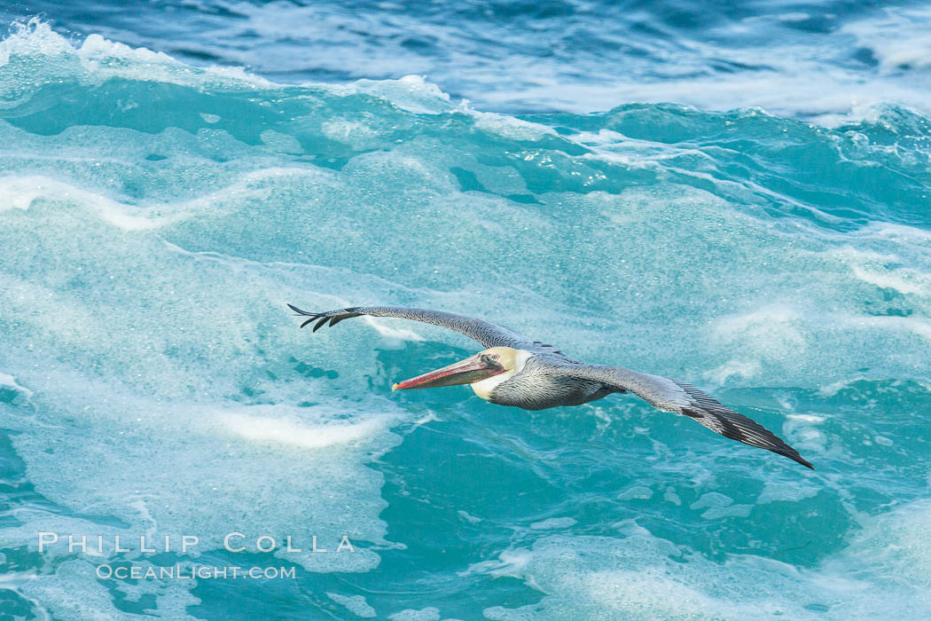 Brown pelican flying over waves and the surf., Pelecanus occidentalis, Pelecanus occidentalis californicus, natural history stock photograph, photo id 30195