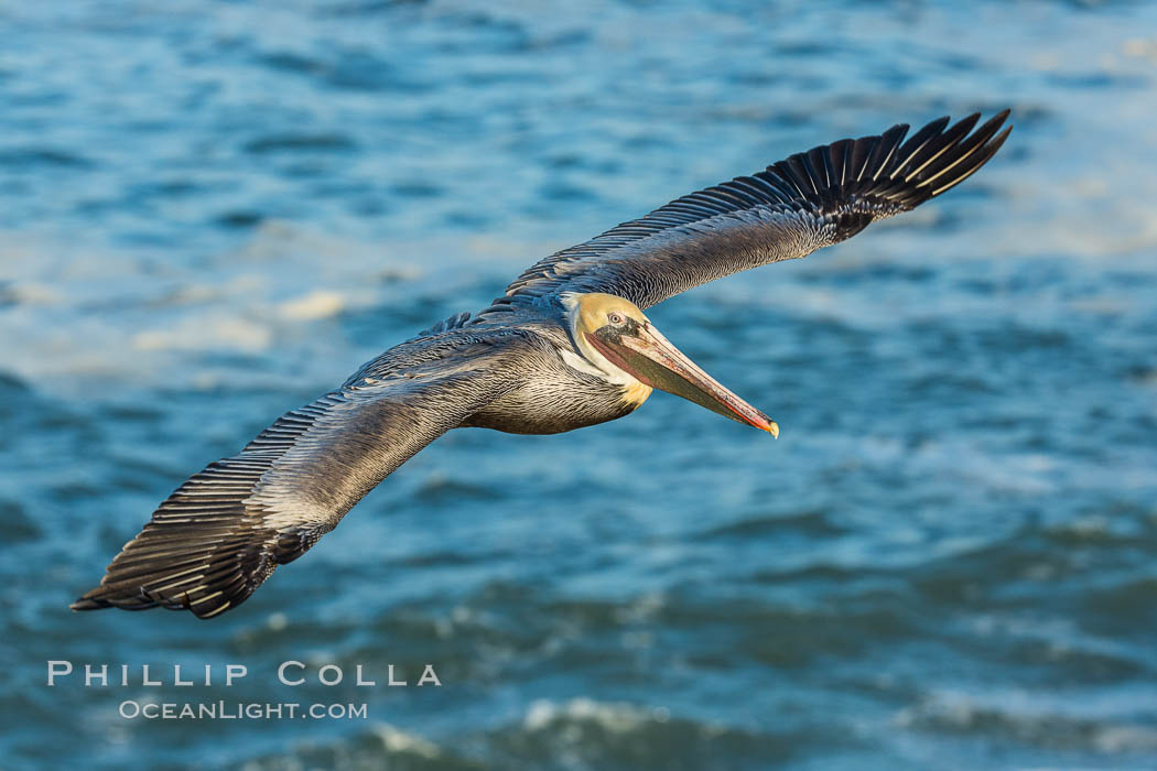 Brown pelican flying over waves and the surf. La Jolla, California, USA, Pelecanus occidentalis, Pelecanus occidentalis californicus, natural history stock photograph, photo id 30169