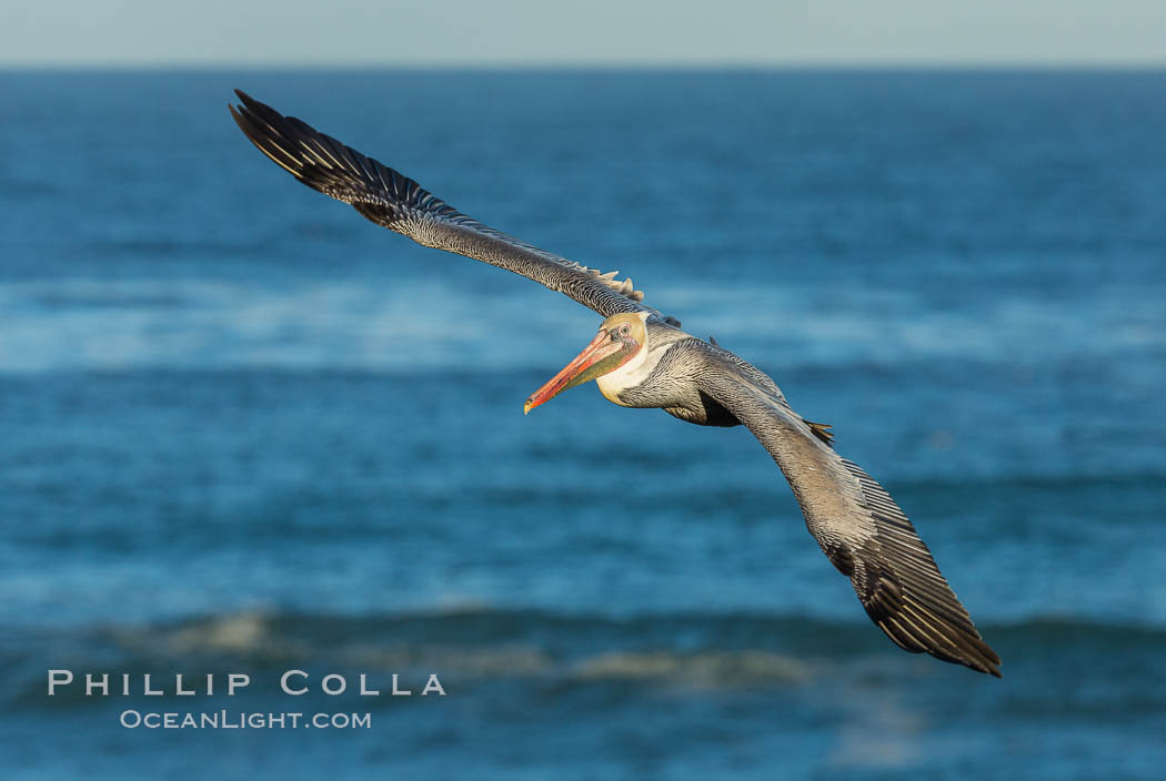 Brown pelican flying over waves and the surf. La Jolla, California, USA, Pelecanus occidentalis, Pelecanus occidentalis californicus, natural history stock photograph, photo id 30185