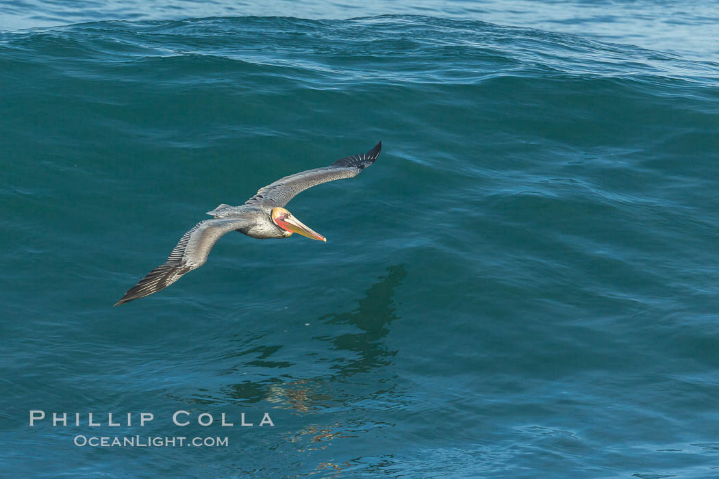 Brown pelican flying over waves and the surf. La Jolla, California, USA, Pelecanus occidentalis, Pelecanus occidentalis californicus, natural history stock photograph, photo id 30189