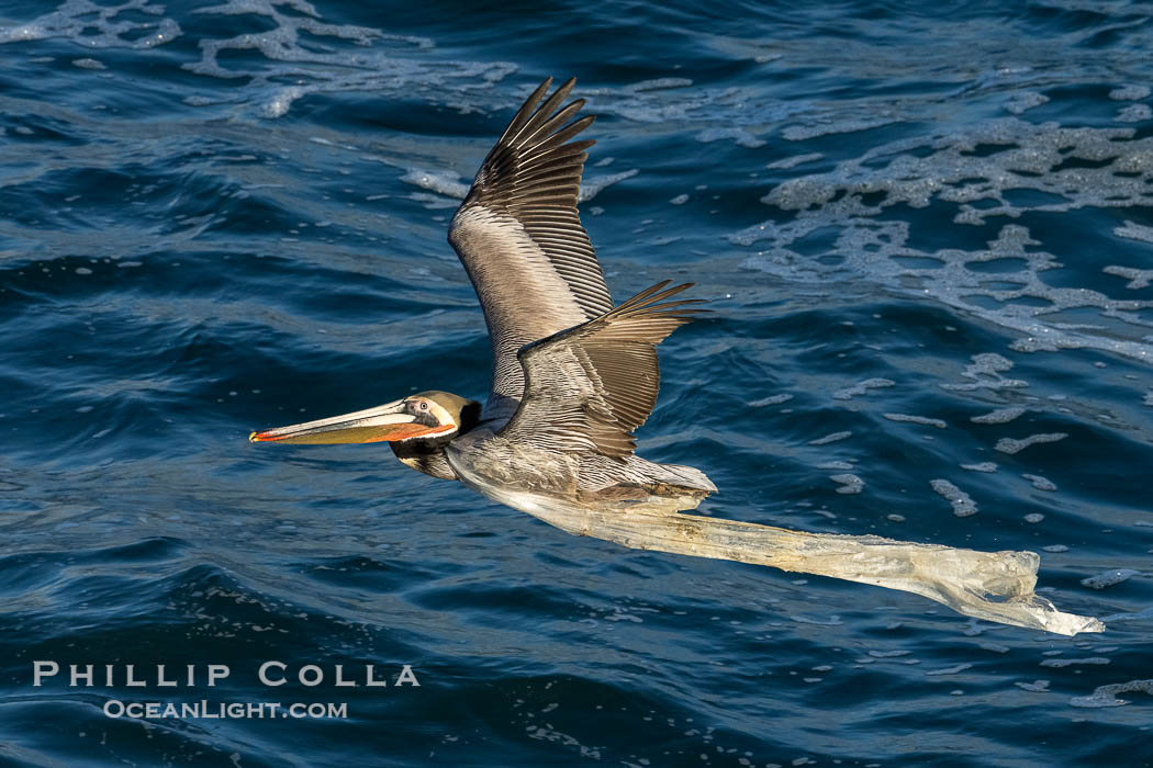 Brown pelican flying while entangled in plastic bag wrapped around its neck. I believe the pelican probably became entangled in the bag by mistaking the floating plastic for food and diving on it, spearing it in such a way that the bag has lodged around the pelican's neck. La Jolla, California, USA, Pelecanus occidentalis californicus, Pelecanus occidentalis, natural history stock photograph, photo id 40106