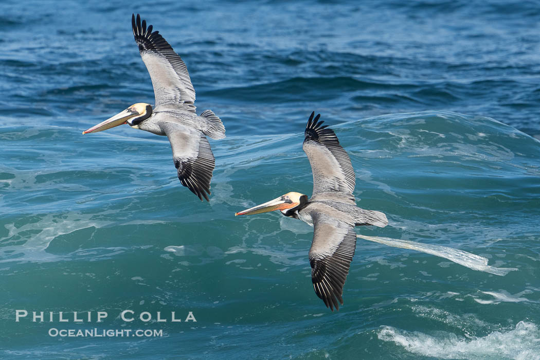 Brown pelican flying while entangled in plastic bag wrapped around its neck. I believe the pelican probably became entangled in the bag by mistaking the floating plastic for food and diving on it, spearing it in such a way that the bag has lodged around the pelican's neck., Pelecanus occidentalis californicus, Pelecanus occidentalis, natural history stock photograph, photo id 40120