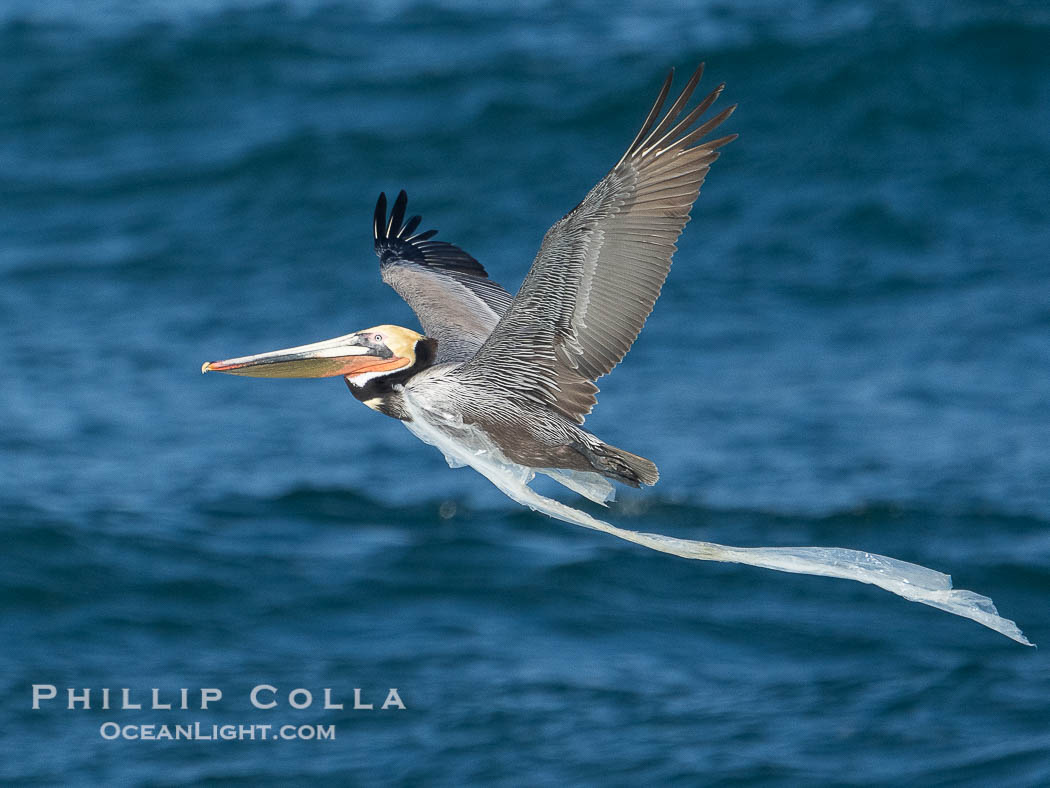 Brown pelican flying while entangled in plastic bag wrapped around its neck. I believe the pelican probably became entangled in the bag by mistaking the floating plastic for food and diving on it, spearing it in such a way that the bag has lodged around the pelican's neck, Pelecanus occidentalis californicus, Pelecanus occidentalis, La Jolla, California