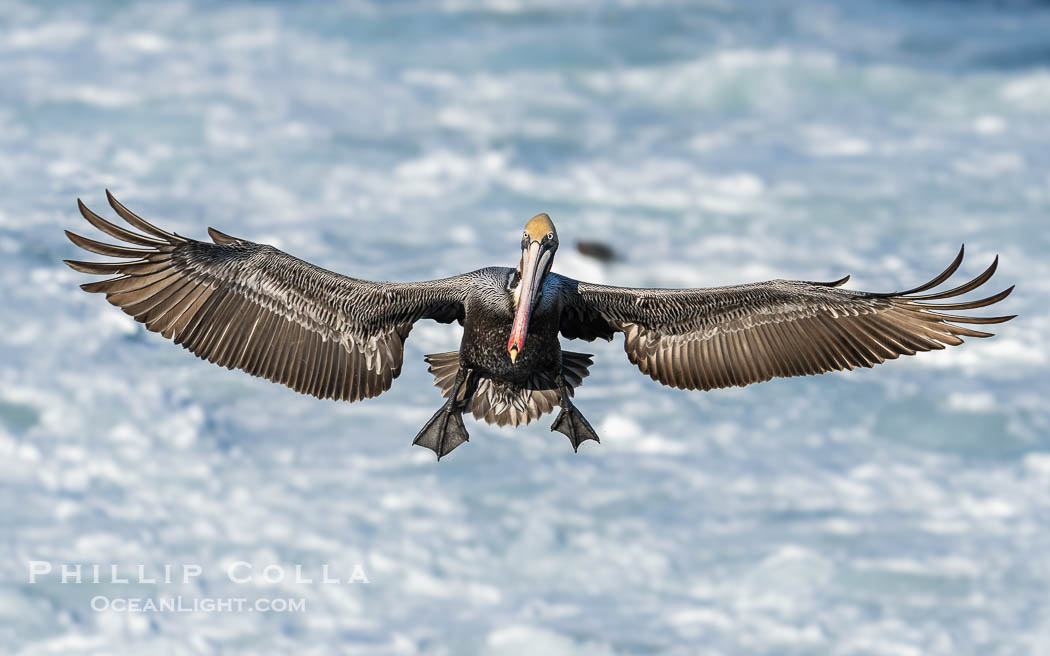 Brown Pelican Flying with Wings Spread Wide in Front of a Whitewash Ocean. La Jolla, California, USA, Pelecanus occidentalis californicus, Pelecanus occidentalis, natural history stock photograph, photo id 40107