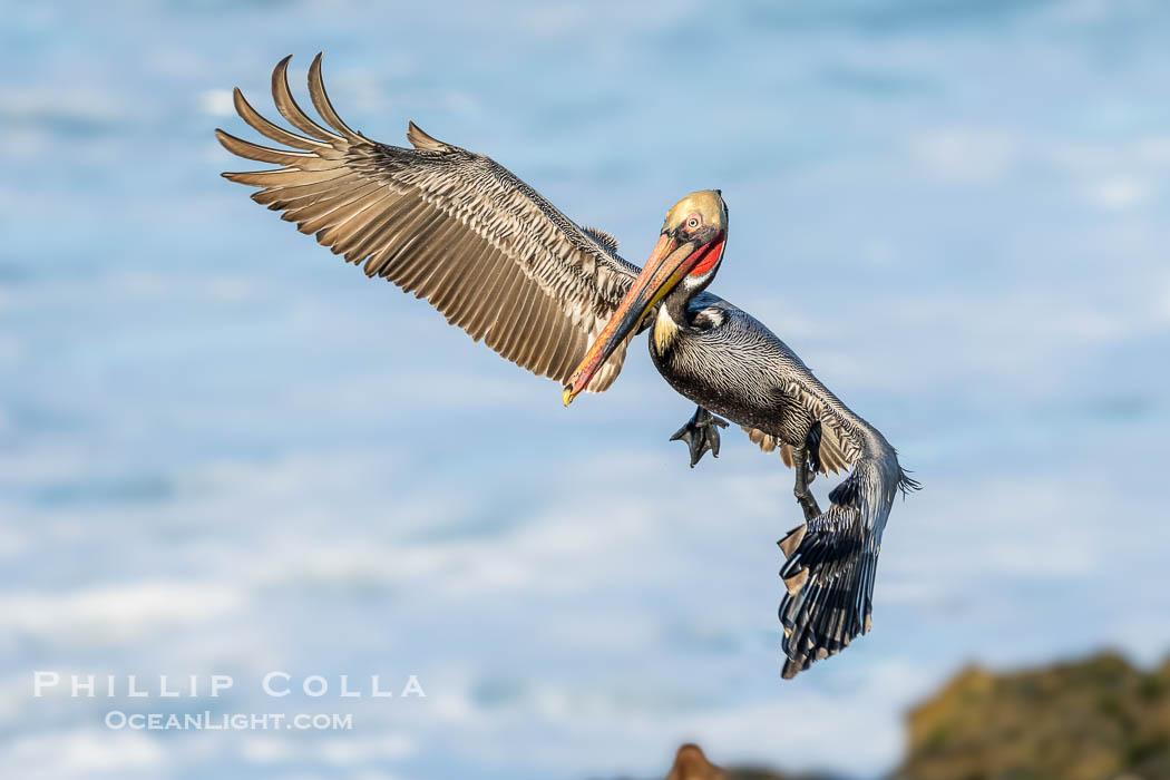 Brown Pelican Flying with Wings Spread Wide in Front of a Whitewash Ocean. La Jolla, California, USA, Pelecanus occidentalis californicus, Pelecanus occidentalis, natural history stock photograph, photo id 40101