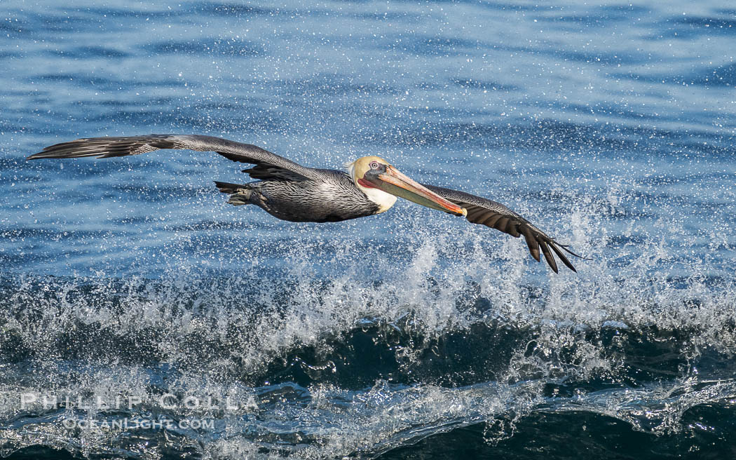 Brown Pelican Glides Next to Breaking Wave, Pelecanus occidentalis, Pelecanus occidentalis californicus, La Jolla, California