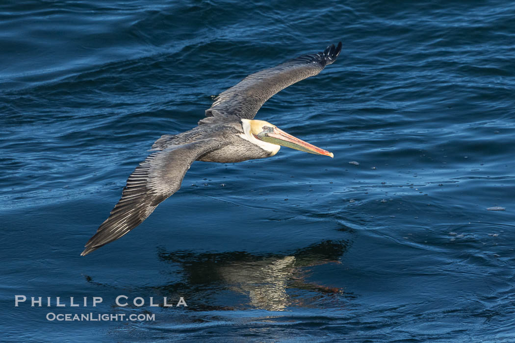 Brown Pelican Gliding Over the Pacific Ocean, Pelecanus occidentalis californicus, Pelecanus occidentalis, La Jolla, California