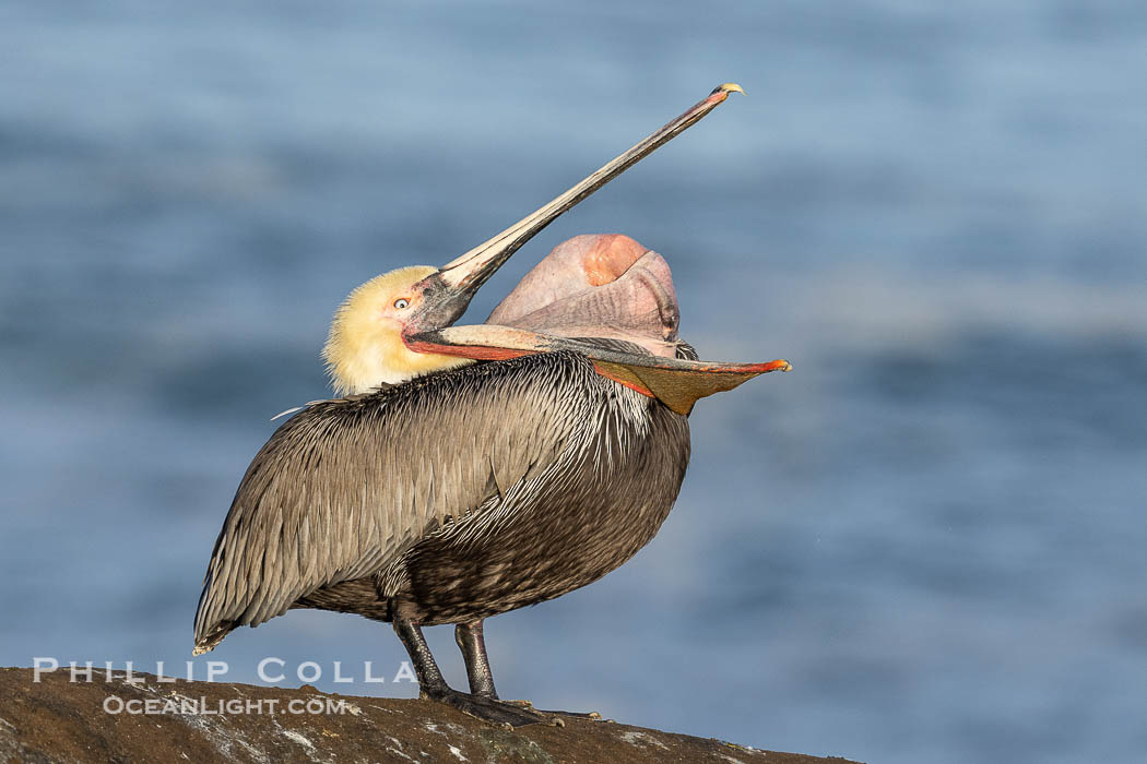 Brown pelican glottis exposure. This pelican is inverting its throat and stretching it over its neck and chest in an effort to stretch and rearrange tissues of the mouth and throat. La Jolla, California, USA, Pelecanus occidentalis, Pelecanus occidentalis californicus, natural history stock photograph, photo id 38890