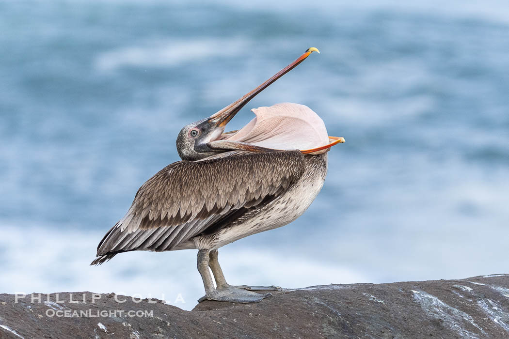 Brown pelican glottis exposure. This pelican is inverting its throat and stretching it over its neck and chest in an effort to stretch and rearrange tissues of the mouth and throat. La Jolla, California, USA, Pelecanus occidentalis, Pelecanus occidentalis californicus, natural history stock photograph, photo id 38883