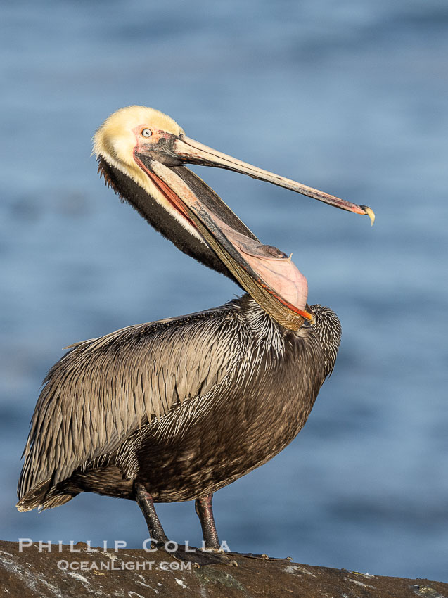 Brown pelican glottis exposure. This pelican is inverting its throat and stretching it over its neck and chest in an effort to stretch and rearrange tissues of the mouth and throat, Pelecanus occidentalis, Pelecanus occidentalis californicus, La Jolla, California