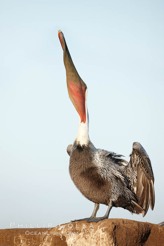 Brown pelican head throw.  During a bill throw, the pelican arches its neck back, lifting its large bill upward and stretching its throat pouch. La Jolla, California, USA, Pelecanus occidentalis, Pelecanus occidentalis californicus, natural history stock photograph, photo id 22150
