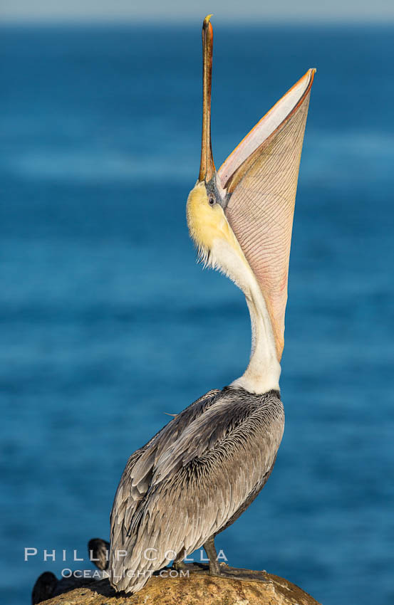 Brown pelican head throw. During a bill throw, the pelican arches its neck back, lifting its large bill upward and stretching its throat pouch. La Jolla, California, USA, Pelecanus occidentalis, Pelecanus occidentalis californicus, natural history stock photograph, photo id 28330