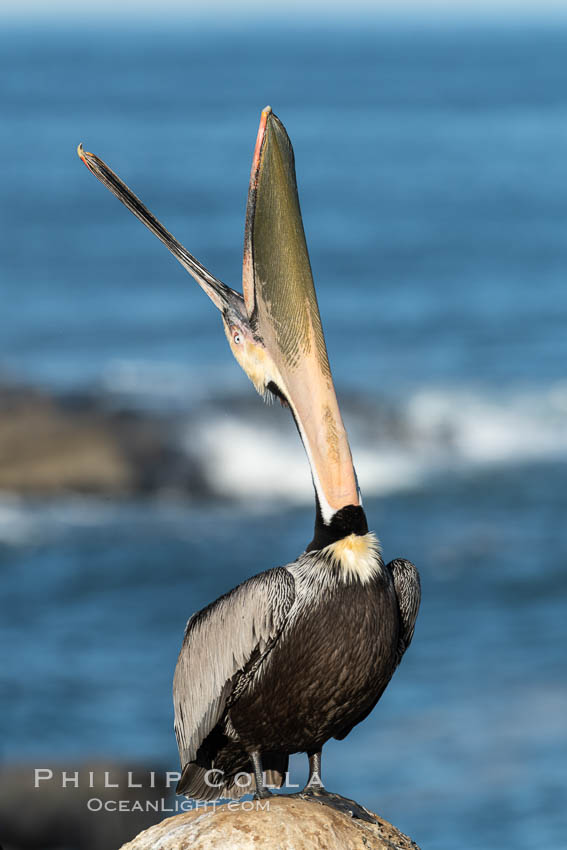 California Brown Pelican head throw, stretching its throat to keep it flexible and healthy, Pelecanus occidentalis, Pelecanus occidentalis californicus, La Jolla