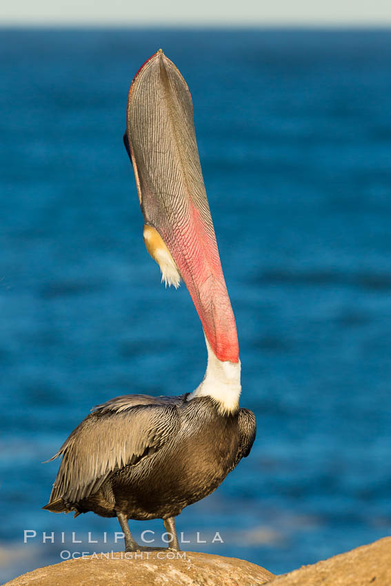 California Brown Pelican head throw, stretching its throat to keep it flexible and healthy. La Jolla, USA, Pelecanus occidentalis, Pelecanus occidentalis californicus, natural history stock photograph, photo id 28348