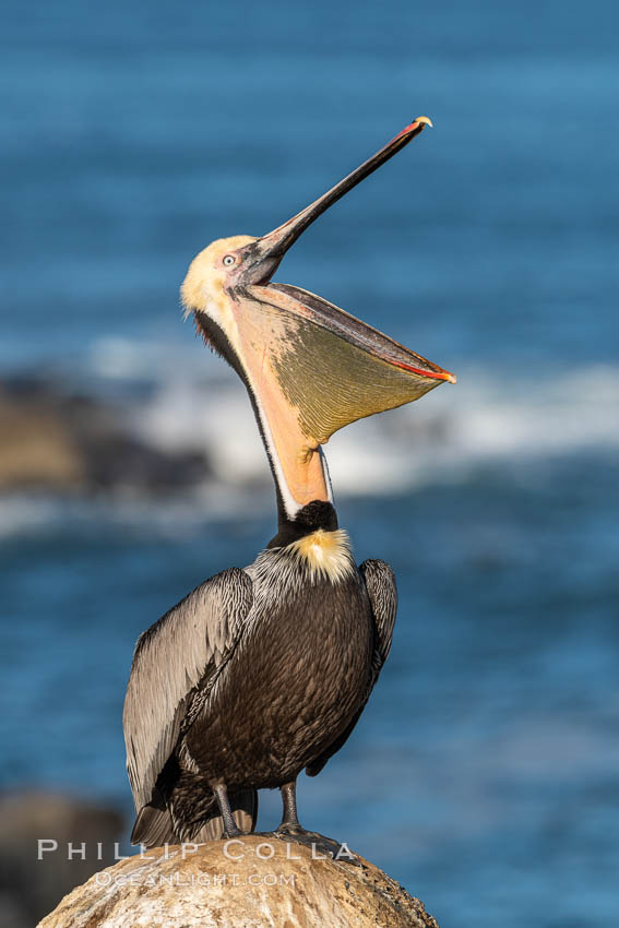 California Brown Pelican head throw, stretching its throat to keep it flexible and healthy, Pelecanus occidentalis, Pelecanus occidentalis californicus, La Jolla