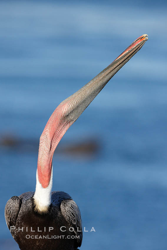 Brown pelican head throw.  During a bill throw, the pelican arches its neck back, lifting its large bill upward and stretching its throat pouch. La Jolla, California, USA, Pelecanus occidentalis, Pelecanus occidentalis californicus, natural history stock photograph, photo id 22171