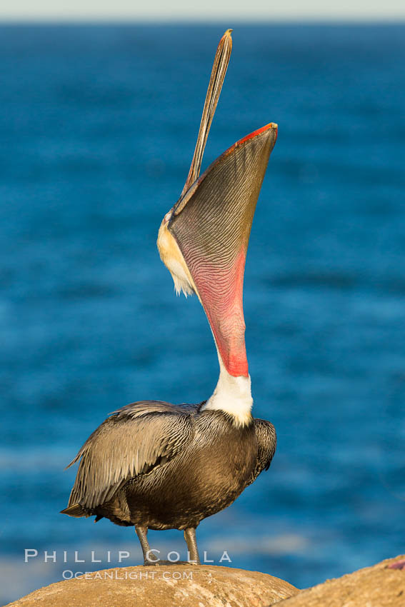 California Brown Pelican head throw, stretching its throat to keep it flexible and healthy. Adult winter non-breeding plumage. La Jolla, USA, Pelecanus occidentalis, Pelecanus occidentalis californicus, natural history stock photograph, photo id 28347