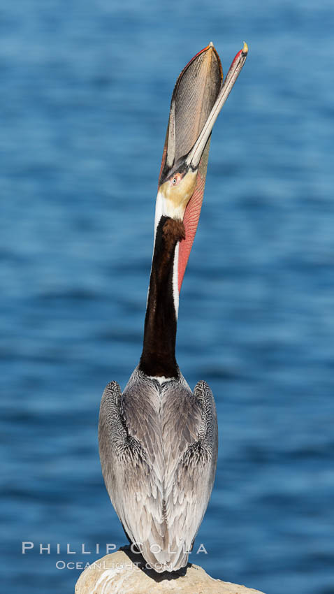 Brown pelican head throw. During a bill throw, the pelican arches its neck back, lifting its large bill upward and stretching its throat pouch. La Jolla, California, USA, Pelecanus occidentalis, Pelecanus occidentalis californicus, natural history stock photograph, photo id 28999