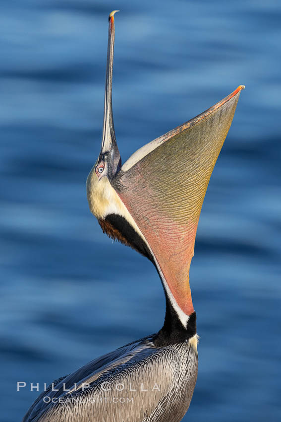 California Brown pelican performing a head throw, with breeding plumage including distinctive yellow and white head feathers, red gular throat pouch, brown hind neck and greyish body, Pelecanus occidentalis, Pelecanus occidentalis californicus, La Jolla