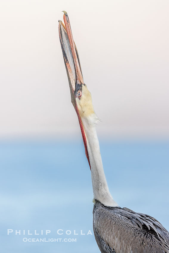 Brown pelican head throw in soft pre-sunrise light, adult winter non-breeding plumage, Pelecanus occidentalis, Pelecanus occidentalis californicus, La Jolla, California
