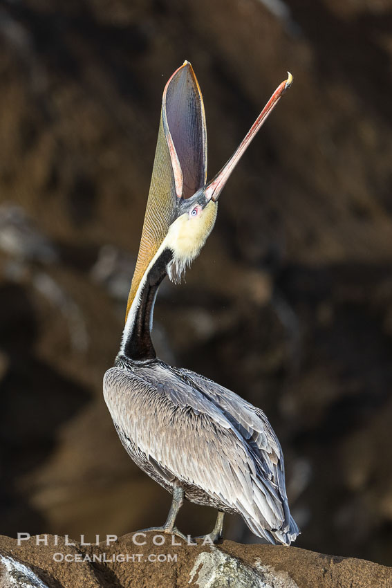 Brown Pelican Head Throw with Distant Cliffs in Background, partially side lit at sunrise, Pelecanus occidentalis, Pelecanus occidentalis californicus, La Jolla, California Brown Pelican Head Throw with Distant Cliffs in Background, partially side lit at sunrise, Pelecanus occidentalis, Pelecanus occidentalis californicus, La Jolla, California