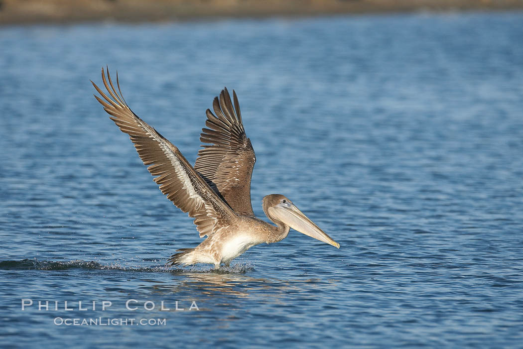 Brown pelican. San Diego Bay National Wildlife Refuge, California, USA, Pelecanus occidentalis, natural history stock photograph, photo id 17466