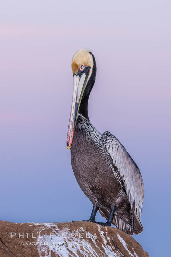 California brown pelican, portrait in pink-purple predawn light, rests on sandstone seabluff.  The characteristic mating plumage of the California race of brown pelican is shown, with red gular throat pouch and dark brown hindneck colors, Pelecanus occidentalis, Pelecanus occidentalis californicus, La Jolla