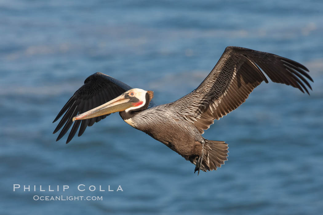 California pelican in flight, soaring over the ocean.  The wingspan of this large ocean-going seabird can reach 7' from wing tip to wing tip. La Jolla, USA, Pelecanus occidentalis, Pelecanus occidentalis californicus, natural history stock photograph, photo id 23650