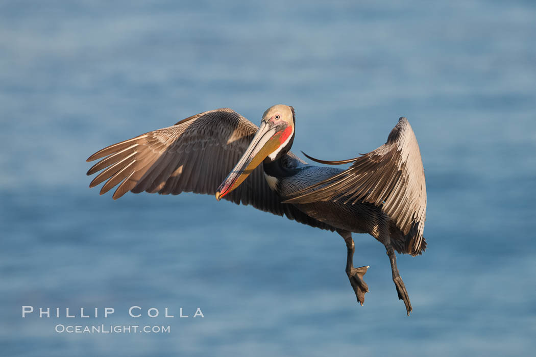 California pelican in flight, soaring over the ocean.  The wingspan of this large ocean-going seabird can reach 7' from wing tip to wing tip. La Jolla, USA, Pelecanus occidentalis, Pelecanus occidentalis californicus, natural history stock photograph, photo id 23658