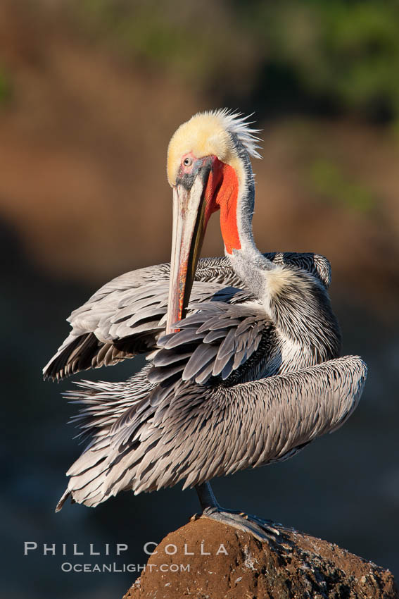 California brown pelican. La Jolla, USA, Pelecanus occidentalis, Pelecanus occidentalis californicus, natural history stock photograph, photo id 26290