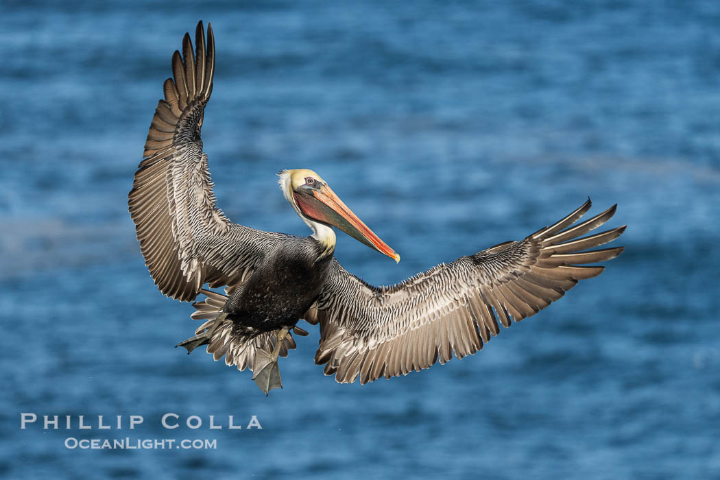 A California Brown Pelican flying over the Pacific Ocean, spreads its large wings wide to slow down as it banks, turns in midair, to land on seacliffs in La Jolla. Winter adult non-breeding plumage, Pelecanus occidentalis californicus, Pelecanus occidentalis