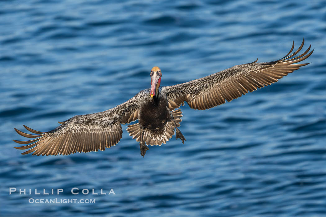 A California Brown Pelican flying over the Pacific Ocean, spreads its large wings wide to slow down as it banks, turns in midair, to land on seacliffs in La Jolla. Winter adult non-breeding plumage., Pelecanus occidentalis, Pelecanus occidentalis californicus, natural history stock photograph, photo id 41498