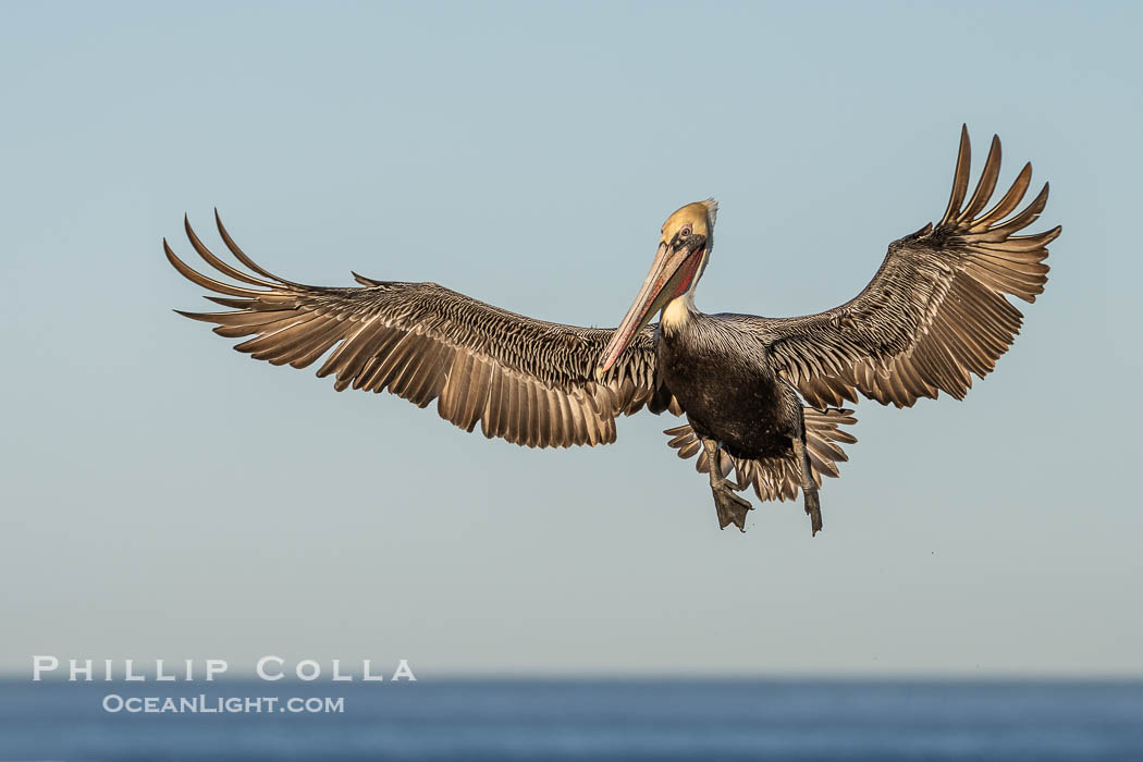 A California Brown Pelican flying over the Pacific Ocean, spreads its large wings wide to slow down as it banks, turns in midair, to land on seacliffs in La Jolla. Winter adult non-breeding plumage, Pelecanus occidentalis californicus, Pelecanus occidentalis
