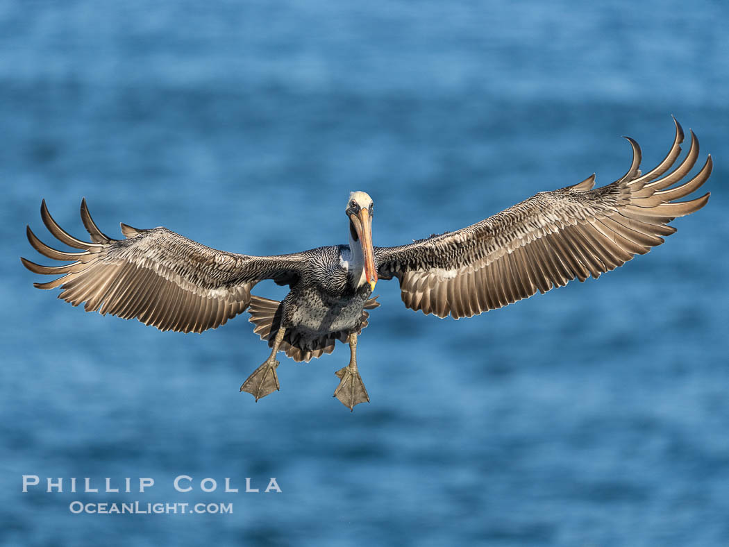 A California Brown Pelican flying over the Pacific Ocean, spreads its large wings wide to slow down as it banks, turns in midair, to land on seacliffs in La Jolla. Winter adult non-breeding plumage. USA, Pelecanus occidentalis californicus, Pelecanus occidentalis, natural history stock photograph, photo id 39792
