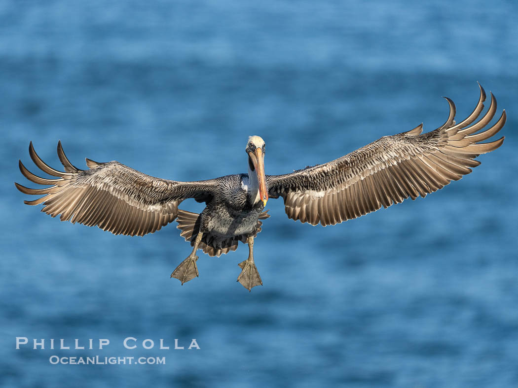 A California Brown Pelican flying over the Pacific Ocean, spreads its large wings wide to slow down as it banks, turns in midair, to land on seacliffs in La Jolla. Winter adult non-breeding plumage, Pelecanus occidentalis californicus, Pelecanus occidentalis