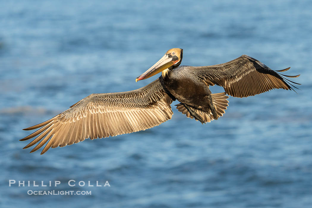 A California Brown Pelican flying over the Pacific Ocean, spreads its large wings wide to slow down as it banks, turns in midair, to land on seacliffs in La Jolla. Winter adult non-breeding plumage., Pelecanus occidentalis, Pelecanus occidentalis californicus, natural history stock photograph, photo id 41508
