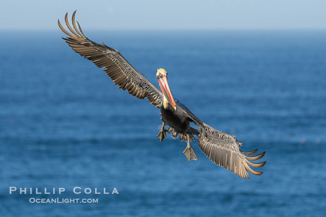 A California Brown Pelican flying over the Pacific Ocean, spreads its large wings wide to slow down as it banks, turns in midair, to land on seacliffs in La Jolla. Winter adult non-breeding plumage, Pelecanus occidentalis californicus, Pelecanus occidentalis