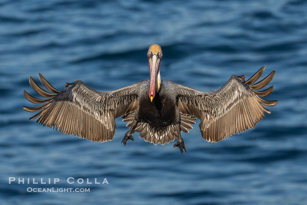 A California Brown Pelican flying over the Pacific Ocean, spreads its large wings wide to slow down as it banks, turns in midair, to land on seacliffs in La Jolla. Winter adult non-breeding plumage., Pelecanus occidentalis, Pelecanus occidentalis californicus, natural history stock photograph, photo id 41499