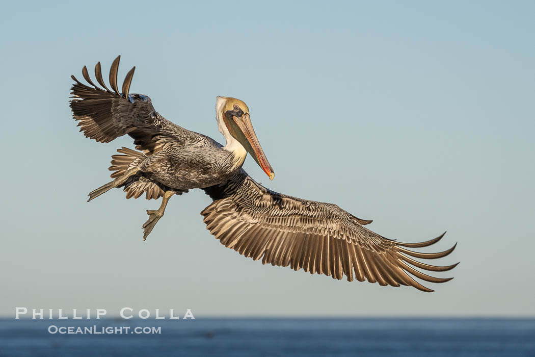 A California Brown Pelican flying over the Pacific Ocean, spreads its large wings wide to slow down as it banks, turns in midair, to land on seacliffs in La Jolla. Winter adult non-breeding plumage, Pelecanus occidentalis californicus, Pelecanus occidentalis